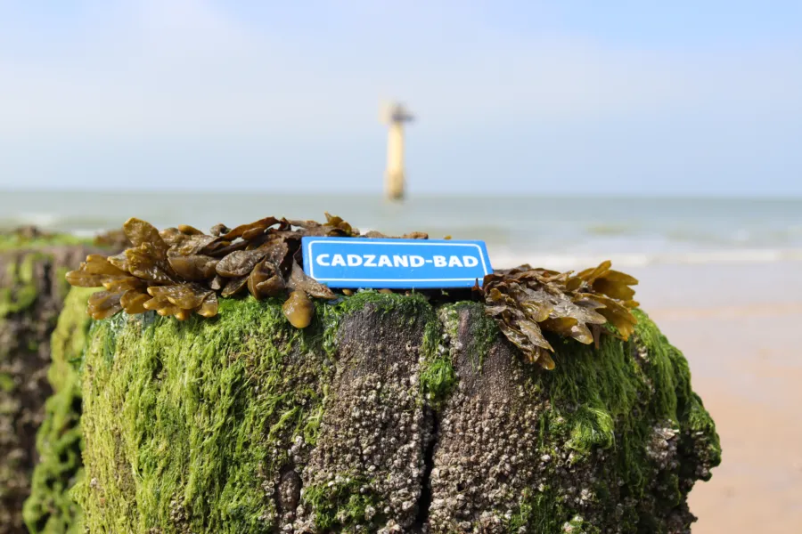 Foto last minute vakantiewoning Cadzand-Bad Zeeland