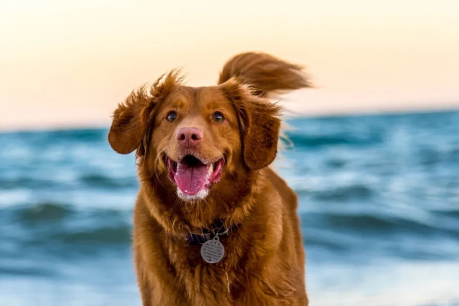 Hond op strand